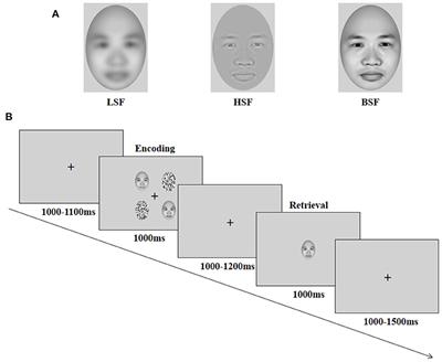 The Time Sequence of Face Spatial Frequency Differs During Working Memory Encoding and Retrieval Stages